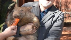 Roger Taylor with a wombat